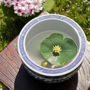 火鉢 メダカの通販｜au PAY マーケット