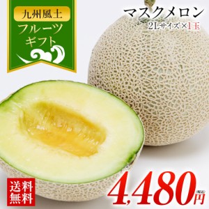 メロン マスクメロン 送料無料 ギフト 2L サイズ 1玉 九州産 1玉約1.2kg以上 贈答 高級 7-14営業以内発送予定(土日祝除)　