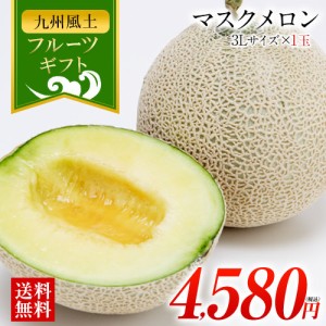 メロン マスクメロン 送料無料 ギフト 3L サイズ 1玉 九州産 1玉約1.5kg以上 贈答 高級 7-14営業以内発送予定(土日祝除)