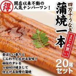 四万十うなぎ　蒲焼き×20本 【鰻/蒲焼き/国内産/ご飯のお供/おかず/家飲み/お中元/ギフト/プレゼント】正規取扱店 産地直送