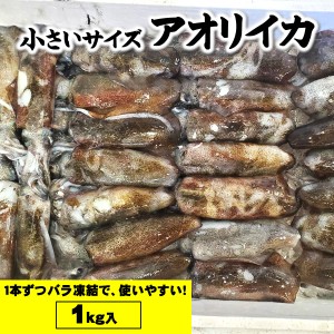 アオリイカ（冷凍）小　1ｋｇ詰（5-8杯前後入）サイズ不揃い【兵庫県浜坂産】（あおりいか・水いか・水イカ・もいか・モイカ・烏賊・高級