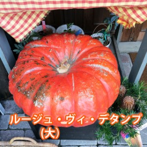 ハロウィン かぼちゃ カボチャ 生かぼちゃ ルージュヴィデタンプ　大 1個 おばけかぼちゃ 特大 飾り 巨大 置物 装飾 オブジェ パンプキン