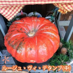 ハロウィン かぼちゃ カボチャ 生かぼちゃ ルージュヴィデタンプ 中 1個 おばけかぼちゃ 特大 飾り 巨大 置物 装飾 オブジェ パンプキン 