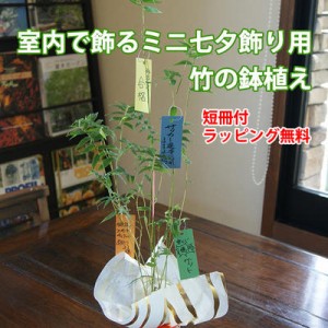 七夕 笹 鉢植え 送料無料 【 七夕飾り ミニバンブー （ 短冊付き ） 】 バンブー 青竹 枯れる 処理 ポイント消化 100円 300円 500円