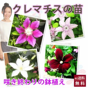 クレマチス テッセン 苗 咲き終わり 花無し 送料無料 鉢植え 販売 四季咲き 八重 常緑 ペパーミント 青 ピンク ダイアナ ヴィオルナ 誕生