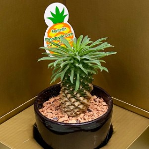 多肉植物 鉢 セット おしゃれ ギフト 寄せ植え 【 パイナップルコーン ユーフォルビア 】 父の日 お中元 誕生日 結婚記念日 エケベリア 