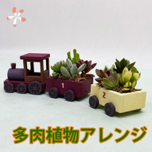 多肉植物 鉢 寄せ植え セット 【 汽車ポッポ  】 おしゃれ ギフト レア 誕生日 結婚記念日 父の日 母の日 クリスマス 敬老の日 お中元 ハ