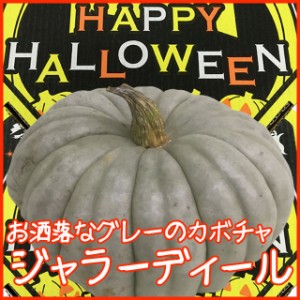 ハロウィン かぼちゃ カボチャ 生かぼちゃ 【 ジャラーディール 】 飾り 巨大 置物 装飾 オブジェ パンプキン オーナメント 屋外 玄関 農