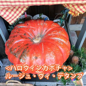 ハロウィン かぼちゃ カボチャ 生かぼちゃ ルージュヴィデタンプ 小 2個 おばけかぼちゃ 特大 飾り 巨大 置物 装飾 オブジェ パンプキン 