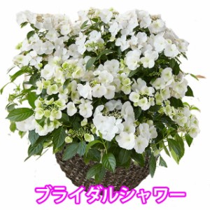 ハイドランジア アジサイ 【 アジサイ ラグランジア ブライダルシャワー あじさい 送料無料 鉢植え 紫陽花 】 父の日 ギフト  西安 ダン