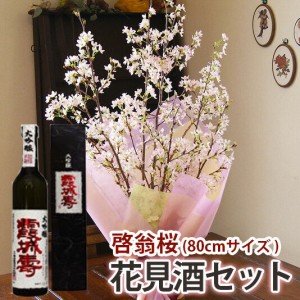 啓翁桜 桜 花束 山形 卒業 お花見 桜と日本酒 花見酒セット 日本酒 寿虎屋酒造 大吟醸 霞城壽 花見酒セット 80cm 飾りやすいサイズ 7〜8