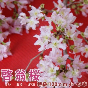 桜 花束 山形 啓翁桜 特級120ｃｍ ４〜５本入り 豪快に飾れるのロングサイズ お歳暮 自宅でお花見 花束  プレゼント 送料無料花  お歳暮 