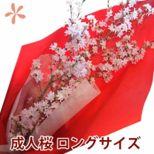 啓翁桜 成人祝 花束 桜 プレゼント 送料無料 【 成人桜 120ｃｍ 豪快に飾れるサイズ（お届けは1月6日以降の商品） 】 花 お歳暮 祝 花 誕