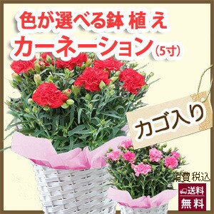 2025年 母の日 予約 カーネーション ギフト 花 プレゼント 送料無料 【 ５寸 色が選べる 鉢植え  花 篭付き ラッピング無料 メッセージカ