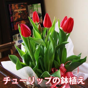 チューリップ 鉢植え 花 ギフト おしゃれ 【 色が選べる チューリップの鉢植え 5号  】 鉢 誕生日 結婚記念日 ホワイトデー ひな祭り 卒