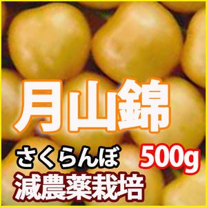 お中元 ギフト プレゼント 月山錦 さくらんぼ 【 秀 2L 500g 山形 送料無料 贈答用 並べ詰め風 加藤農園  】 通販 産地 サクランボ  ナポ