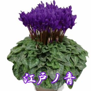 シクラメン 江戸の青 Ｄａｉｅｉ花園カゴ入り 送料無料 青 ブルー 紫 5号 鉢花 ギフト お歳暮 セレナーディア ビクトリアブルー ガーデン