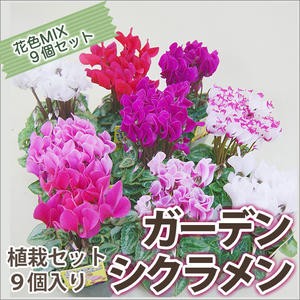 シクラメン ガーデンシクラメン 9個入り 送料無料 鉢花 ギフト お歳暮 植栽　苗セット ミニシクラメン セレナーディア アロマブルー プレ