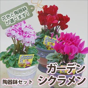 シクラメン ガーデンシクラメン 花色と陶器鉢が選べる 陶器鉢セット 送料無料 鉢花 ギフト お歳暮 ミニシクラメン セレナーディア アロマ