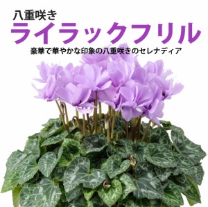 シクラメン セレナーディア ライラックフリル カゴ入り サントリー 送料無料 鉢花 ギフト お歳暮  ミニシクラメン アロマブルー プレゼン