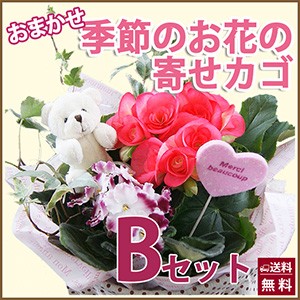 寄せ植え 寄せかご  送料無料 【 Bセット（3鉢入り）】  贈り物 多肉植物　　ガーデニング ハーブ 通販 プレゼント 花ギフト 正月 クリス