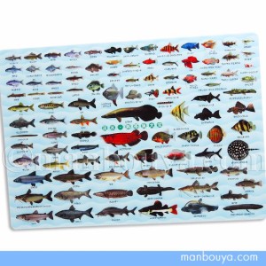 A4サイズ 下敷き 魚 図鑑 アロワナ ピラルク 文房具 ザ・アクセス 淡水魚 熱帯魚大全 したじき【メール便発送可】まんぼう屋ドットコム