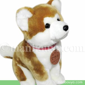 秋田犬 マサル ぬいぐるみ キュート販売 CUTE あきたいぬ 座りポーズ Lサイズ 35cm まんぼう屋ドットコム