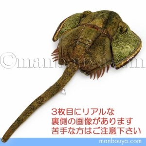 カブトガニ 生体 販売の通販｜au PAY マーケット