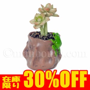 【在庫限り30%OFF】カエルの置物 リアル 動物 ミニチュア オブジェ インテリア雑貨 多肉植物と蛙 小 縁掛け まんぼう屋ドットコム