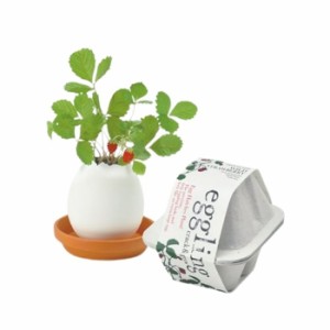 聖新陶芸 EG-60  エッグリングエコ03ワイルドストロベリー 栽培セット 家庭菜園 ギフト