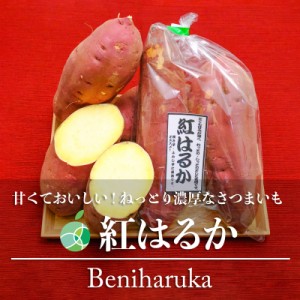 紅はるか　さつまいも　約5kg　8本　茨城県産　甘藷　ギフト　贈り物　お礼　お祝い　お土産　お見舞い　お供え　やきいも　ほしいも
