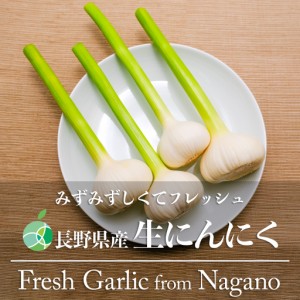 生にんにく　新にんにく　特大　5玉　長野県産　2024年度　大蒜　ガーリック　生野菜　国産　ギフト　贈り物