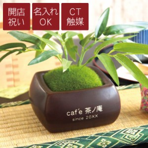 観葉 植物 名前の通販 Au Pay マーケット