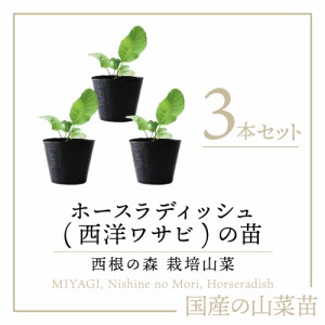 西根の森 山菜 ホースラディッシュの苗 3本《産地直送 2024年度 販売中》【送料無料 沖縄離島除く】（和名 西洋わさび 苗 ポット苗 栽培