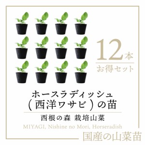 西根の森 山菜 ホースラディッシュの苗 12本《産地直送 2024年度 販売中》【送料無料 沖縄離島除く】（和名 西洋わさび 苗 ポッド苗 栽培