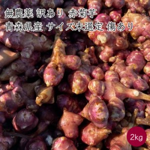 国産 訳あり 無農薬 赤菊芋 2kg 《産地直送 2023-24年度 販売中》【産地直送 クール便】（ 化学肥料不使用 イヌリン 形大きさ不揃い サイ