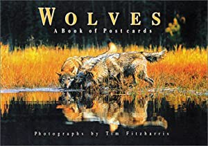 Wolves: A Book of Postcards(中古品)