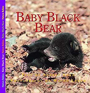 Baby Black Bear (Nature Babies)(中古品)