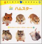 しかけであそぼう ハムスター (はじめてのしかけずかん)(中古品)