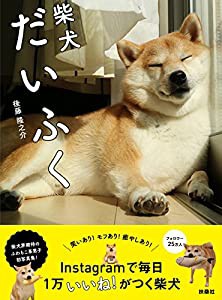 柴犬だいふく(中古品)