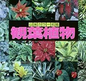 観葉植物 (山渓カラー名鑑)(中古品)