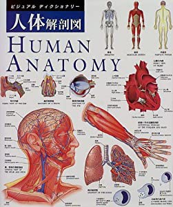 ビジュアルディクショナリー　人体解剖図(中古品)