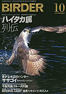 BIRDER(バーダー)2019年10月号 ハイタカ属列伝(中古品)