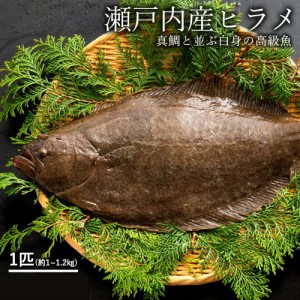 ヒラメ ひらめ (生) 1尾 約1kg〜1.2kg 香川県産 冷蔵 [ 神経抜き 鮮魚 平目 魚 刺身 ] グルメ