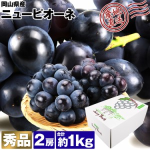 ニューピオーネ 種無し ピオーネ 岡山県産 秀品 2房 約1kg 黒ぶどう ブドウ 葡萄 化粧箱 産直 冷蔵便 同梱不可 指定日不可