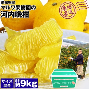 河内晩柑 9kg 愛媛県産 精品 和製グレープフルーツ 美生柑 ジューシーオレンジ 宇和ゴールド 柑橘 産直 常温便 同梱不可 指定日不可