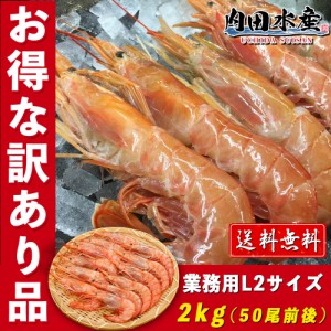 【送料無料】”特大アカエビ2kg” 約50尾入り 赤海老 赤エビ 赤えび えび エビ 訳あり 業務用 飲食店 刺身 塩焼き BBQ 市場 母の日 父の