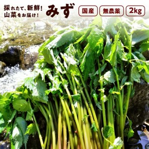 みず 2,000g 秋田県産 みず 山菜 さんさい 2kg とれたて　新鮮　国産 （6月上旬頃出荷開始予定）