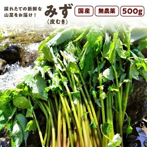 みず（皮むき）500g　秋田県産 みず 山菜 さんさい とれたて　新鮮　国産 （6月上旬頃出荷開始予定）