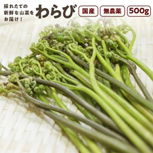 わらび 500g 秋田県産 山菜 さんさい とれたて 天然 （5月上旬頃出荷開始）